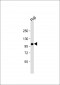 VAV1 Antibody